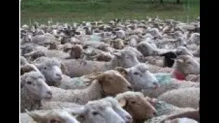 flock of sheep ,,, all animal channel