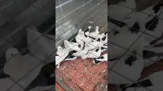 2.08.2024г Шейки Широкие на продажу! +79298223260 Константин