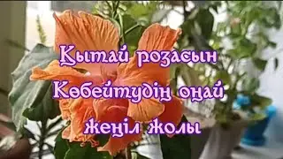Қытай розасын көбейтудің оңай жеңіл жолы #ютуб #тикток #шортс