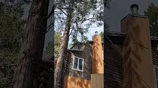 branches coming down on house #mountains #stihl #treefelling #chainsaw #timber #tree #husqvarna