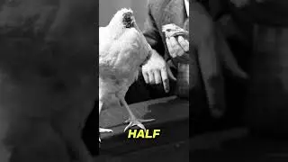 Mike the Chicken: The Headless Chicken Who Lived 18 Months #chicken #shorts