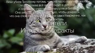 Коты-воители | Интересные факты