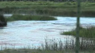 Fly Fishing for Trout - Red Truck Fly Rod - Fly Fish California