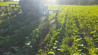 Первая культивация подсолничника