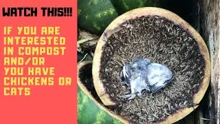 Composting with Black Soldier Flies.  The outcome I wasn't expecting!