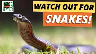 Snake Season is HERE! 🐍