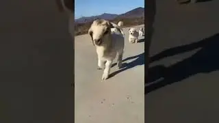 #funnyvideos #funny #dog #animal#cute #zoo #nature