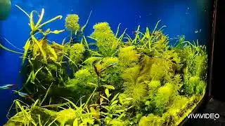 Aquarium200L part2/аквариум200Л часть2/аквариумные растения/aquarium plants