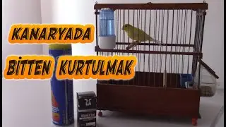 Yeni Aldığım Kanaryada Biti Nasıl Sıfırladım ?