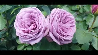 EDROSES/Троянда 🌹 Кінда Блю / Блю ПомПом  (Kinda Blue / Blue PomPom) , W. Kordes . Німеччина, 2015