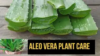 How to Care Aloe Vera Plant | Green Rooftop