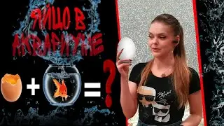 Кормление малька тернеции яйцом!
