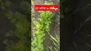 गांव में हरे धनिए की खेती l हिमाचल प्रदेश के सिरमौर जिले में