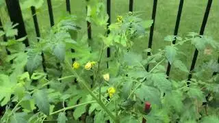 My Favorite Tomatoes