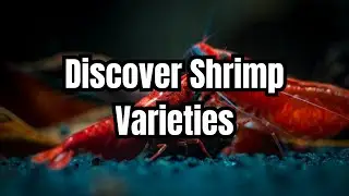 The Top 15 Aquarium Shrimp Types 🦐