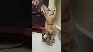 What happen 😂 | enadhu edhu 😂 | #vadivelu #gowndamani #sendhil #funnyvideos #funnyanimals #funnydogs