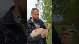Почему нутрию нужно брать за хвост
