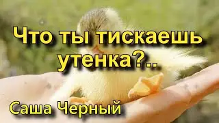 Саша Чёрный  «Что ты тискаешь утенка?..». Стихотворение