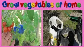 Grow vegetables ot home
