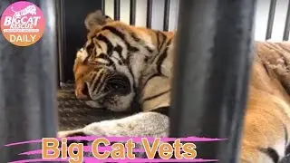 Big Cat Vets~Hoover Tiger Sees the Vet and loses another toe Aug 12 2019