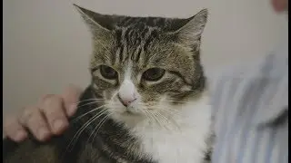 How to care for an older cat Part 1 of 3