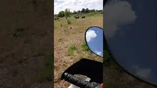 осматриваю телят