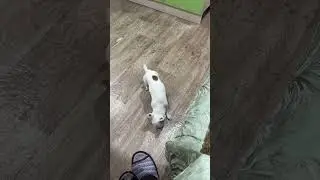 Ест с пола! Как хотим так и едим! #венчикптенчик