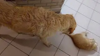 Répa