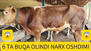 BUQALAR NARXLARI OSHDIMI ????