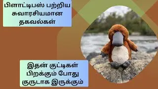 பிளாட்டிபஸ் பற்றிய சுவாரசியமான தகவல்கள்| BMNatureNuggets #platypus #facts #youtubevideo #viral