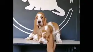 Dos hermosos Basset Hound Praderas.