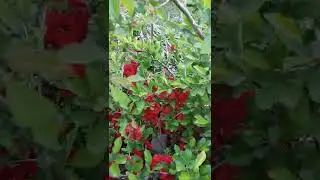 айва цветёт #красивоцветущиекустарники