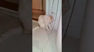 Будни кота.....#shorts