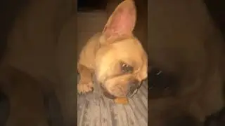 Асмр бульдог 🤭