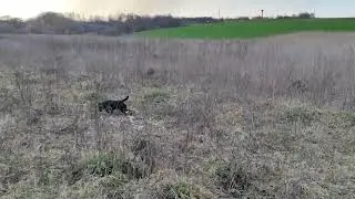 Вечірня прогулянка , ягдтер'єр Джон і подружка Герда