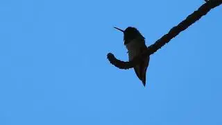 Itchy hummingbird