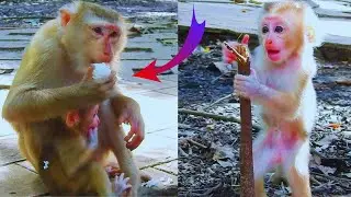 I give some rice to mom. Monkey Lauy eats, and tiny baby monkey Lexi plays so lovely near Mom.