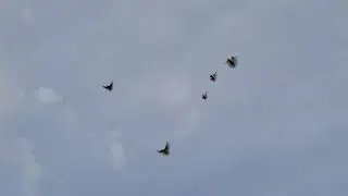 Они сожрут всех голубей.