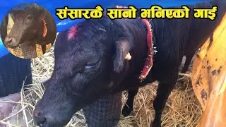 संसारकै सानो अनौठो गाई  शालीनदी मेलामा | Word Smallest Cow in Salinadi Mela Nepal