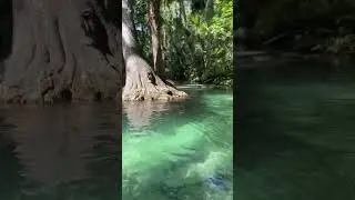Cemtral Florida clear kayaking through Crystal-clear waters