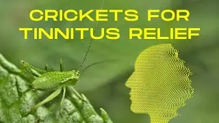 Are Cricket Sounds The New Solution For Tinnitus?