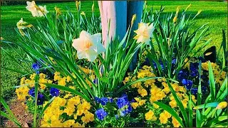Short March 2023 Garden Tour | What's In Bloom During March