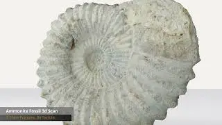 Ammonite Fossil 3d Scan