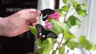 бабочка  парусник политес самец и самка (papilio polytes)