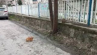 Kediler mart ayını ağaçta karşıladı.