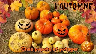 RÉCOLTES D'AUTOMNE AU POTAGER
