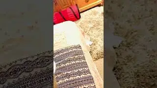 Kira the cat licking cream cheese