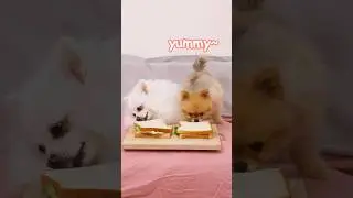 Nico has a hearty breakfast!#nico #dog #funny #smartnico #cute