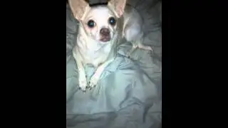 My dog angel