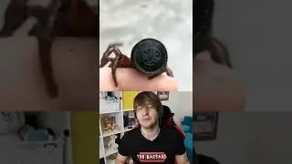 Самый необычный древний паук!